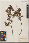 Foto von Salix aurita L. x Salix myrtilloides L.